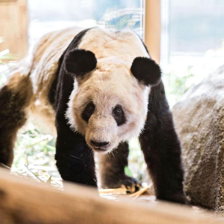 Panda Ya Ya: 20 yıl önce dostluk elçisiydi, bugün ABD-Çin gerginliğinin sembolü haline geldi