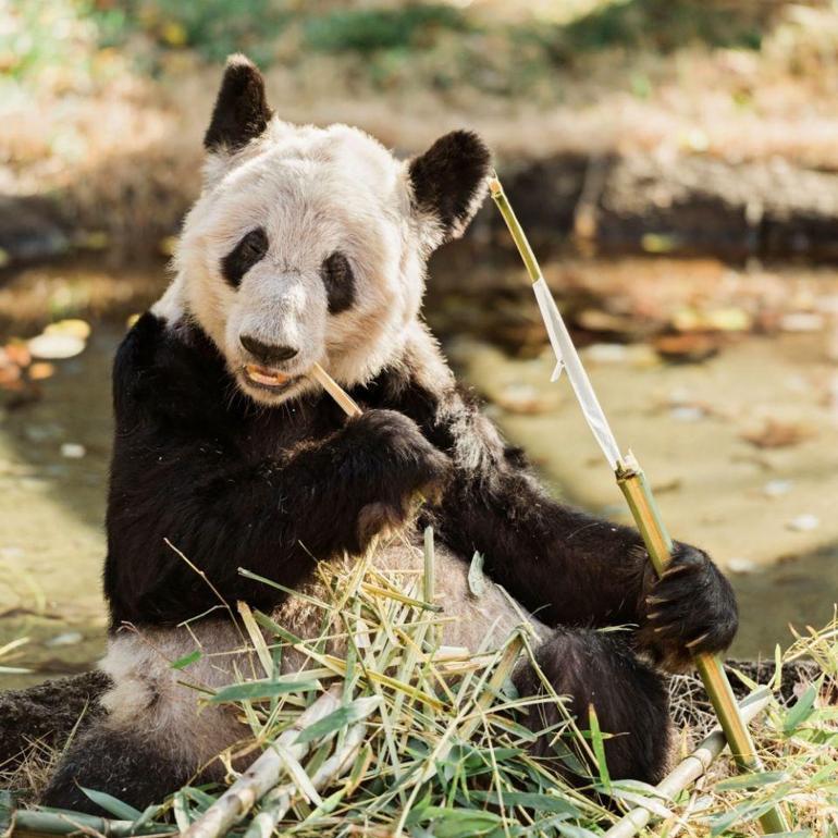 Panda Ya Ya: 20 yıl önce dostluk elçisiydi, bugün ABD-Çin gerginliğinin sembolü haline geldi