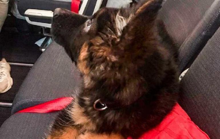 Türkiyeden Meksikaya yavru köpek... Ölen Proteo anısına köpek gönderildi