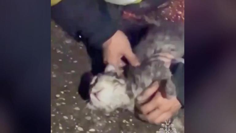 Rusya’da apartman yangını: Bilinci kapalı olarak bulunan kedi hayata döndürüldü