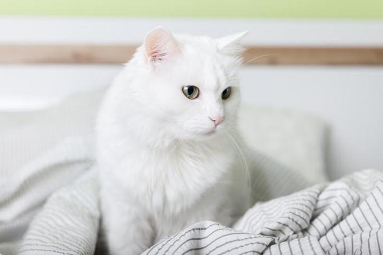 Beyaz Kedi İsimleri: Beyaz Kedilere Verilebilecek En Güzel İsimler...