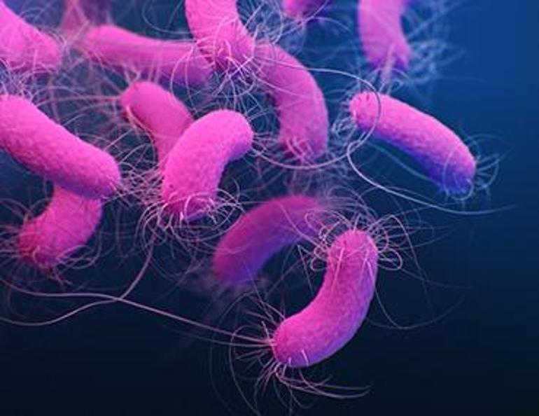 ABDyi alarma geçiren bakteri: 81 kişide görüldü, 4 kişi hayatını kaybetti