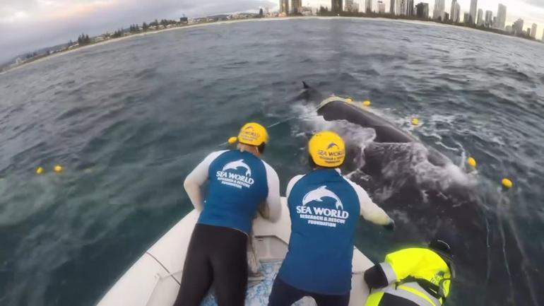 Avustralya’da balıkçı ağlarına takılan kambur balinanın kurtarılma anları
