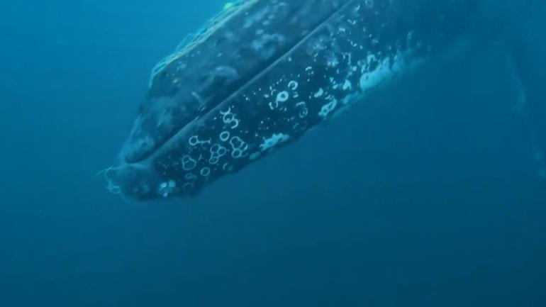 Avustralya’da balıkçı ağlarına takılan kambur balinanın kurtarılma anları