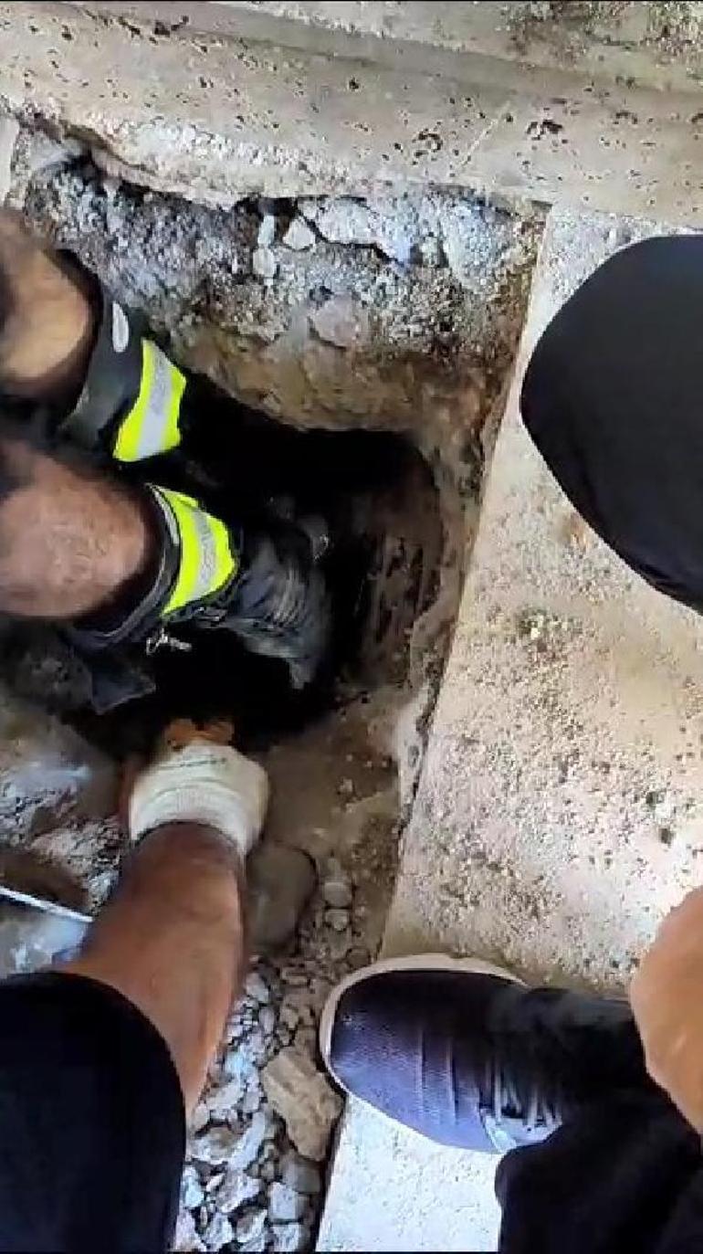 Kanalizasyon borusuna atılan yavru köpekler, ses dinlemesiyle kurtarıldı
