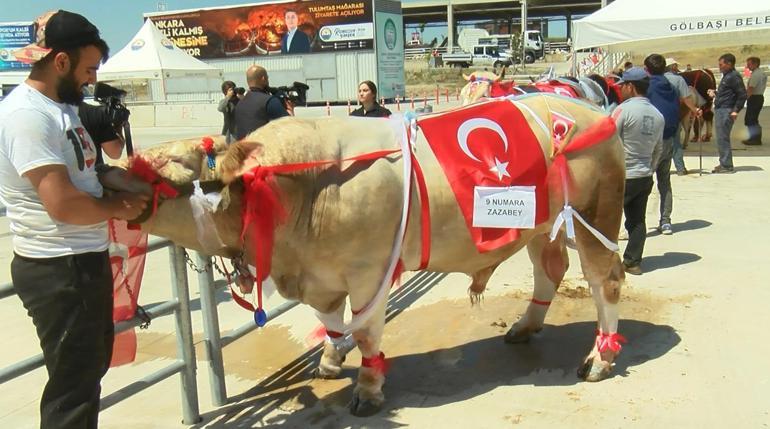 Ankarada kurbanlıklar podyuma çıktı