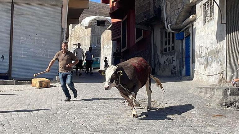 Kurbanlıklar kaçtı, sahipleri kovaladı