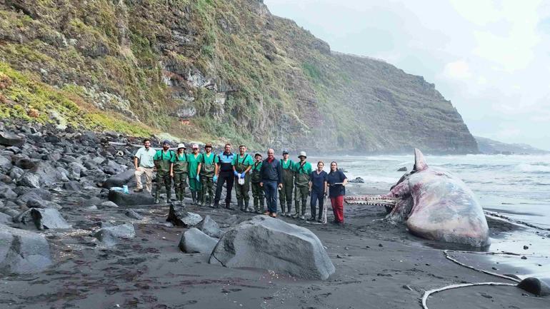 İspanya’da ölü balinanın bağırsağından 500 bin euroluk akamber çıktı