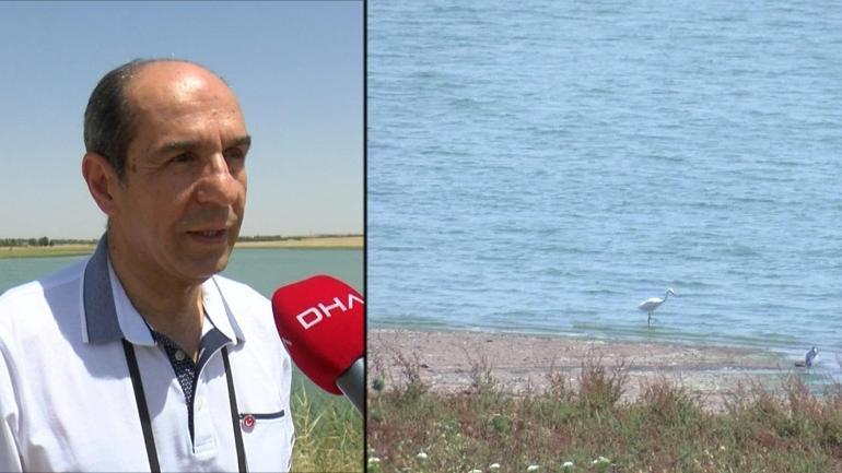 Kuraklıktan kaçan kuşlar gölete sığındı