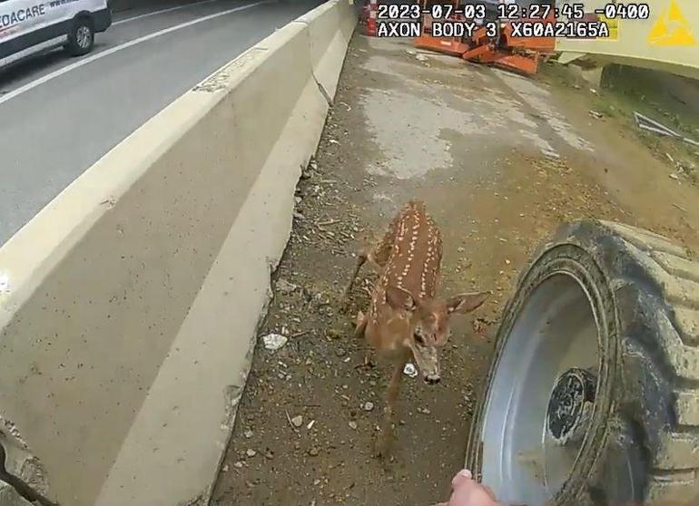 ABD polisi karaca yavrusunu yakalamak için trafiği durdurdu