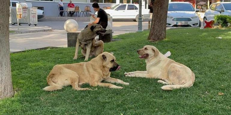 Kuduz köpeğin saldırınsa uğrayan genç mimar hayatını kaybetti