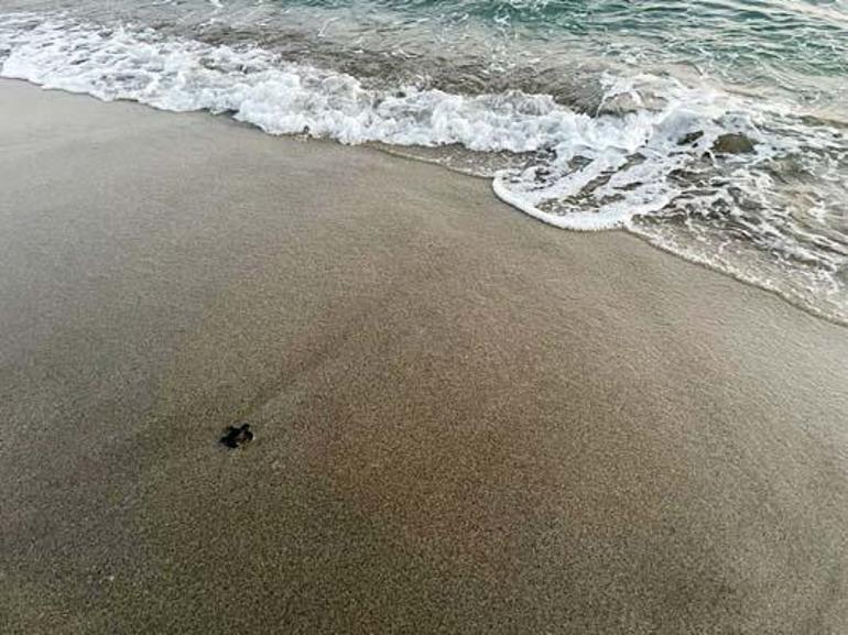 Patarada yılın ilk yavru caretta carettaları denizle buluştu