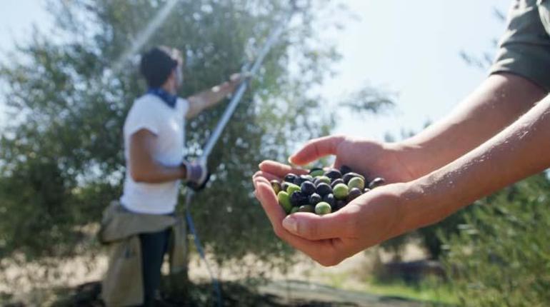 Muğlada maden sahaları zeytin bahçesine dönüştü