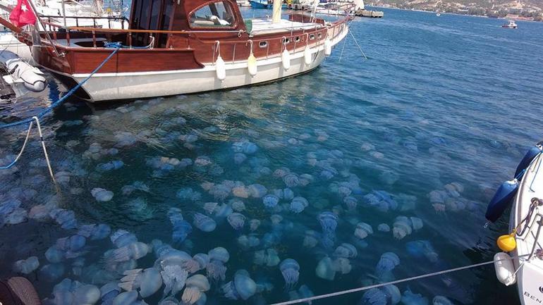 İzmir Foçada denizanası istilası
