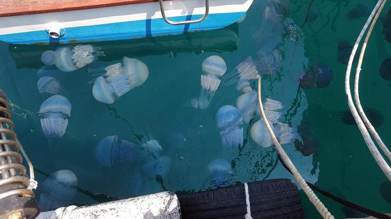 İzmir Foçada denizanası istilası