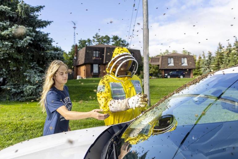 Kraliçe arıyı bulma telaşı: Kanada’da 5 milyon arıyı taşıyan kamyon kaza yaptı