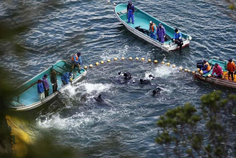 Japonya’da yunus avı sezonu başladı: Bin 800 deniz memelisi yakalanacak ya da öldürülecek