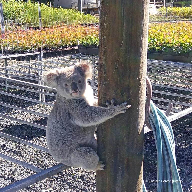 4 bin dolarlık fideleri koala yemiş: Çok yediği için kaçamayacak vaziyette’ bulundu