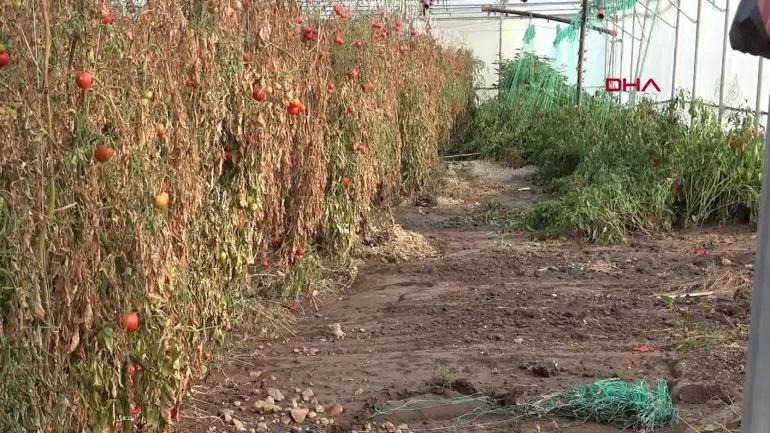 Tarım arazilerinde sağanak hasarı