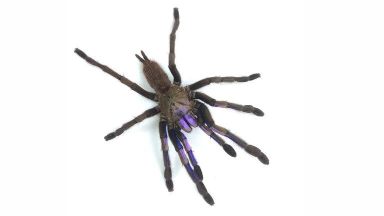 Yeni bir tarantula türü keşfedildi: Doğada nadir görülen mavi renge sahip
