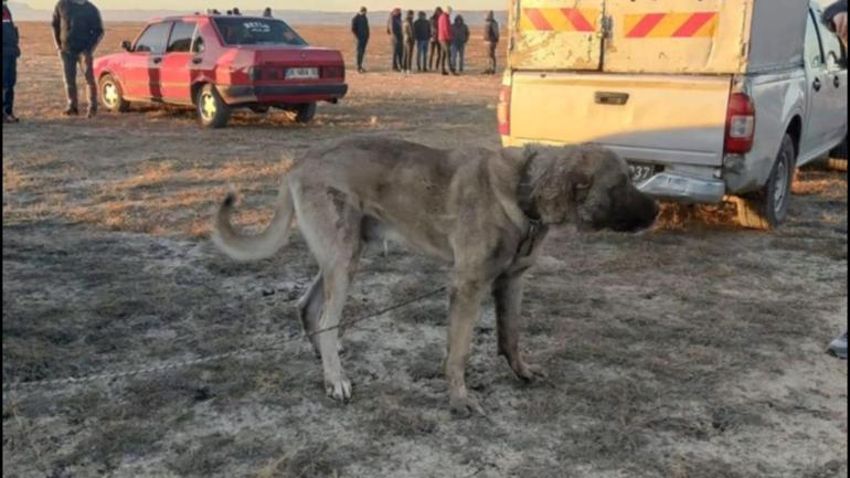 Can Dostlarımız operasyonu... Bakan Yerlikaya: Köpek dövüştüren 37 kişi yakanlandı