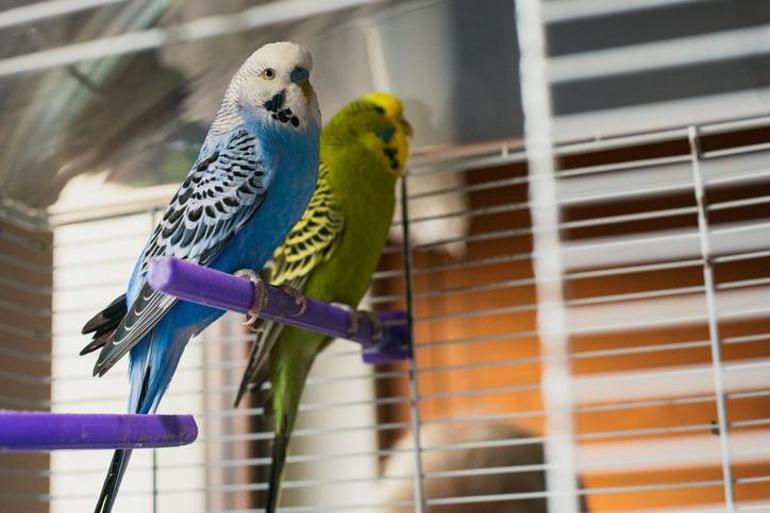 Evcil Hayvanlarımızın Sağlığı: Muhabbet Kuşu Gagasında Mantar Belirtileri Ve Tedavisi