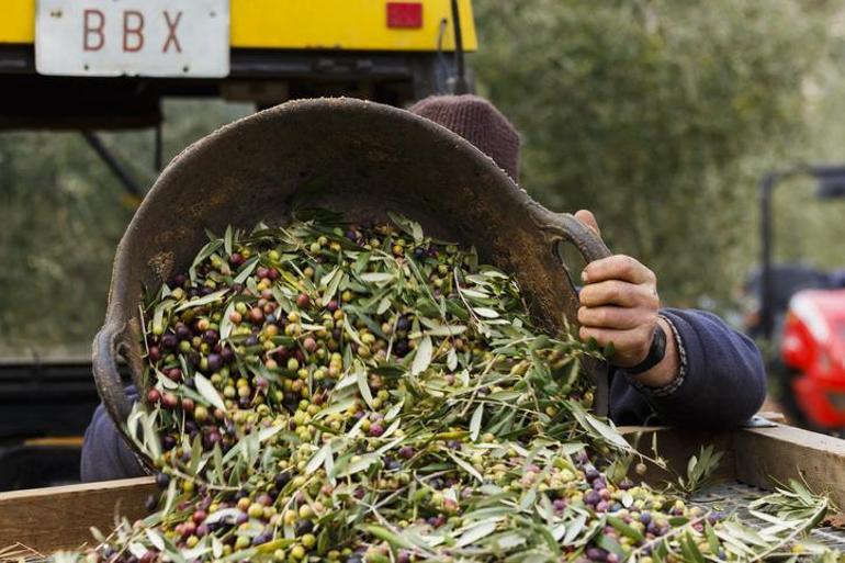 Haftada en az 3 defa tüketin Vücutta bariyer oluşturuyor: Bulunmaz bir nimet