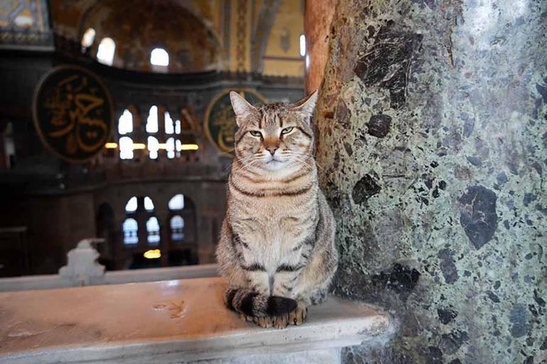 Ayasofyanın sevimlisi kedisi turistlerin gözdesi oldu