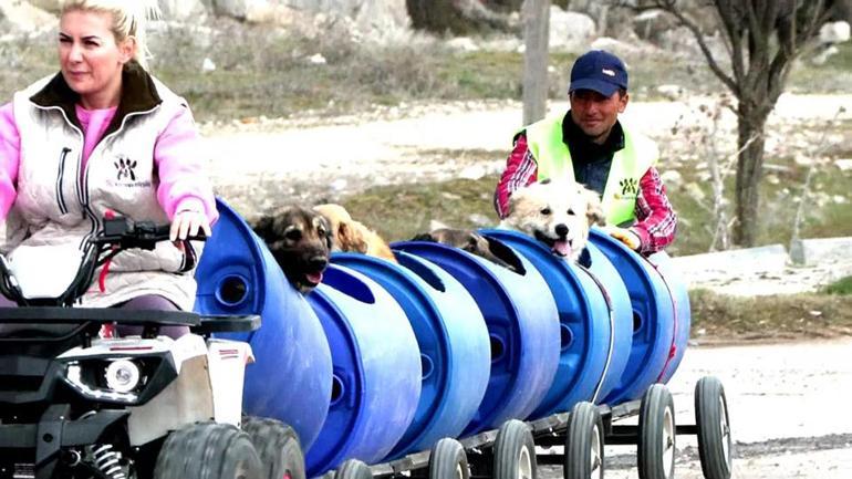 Felçli köpekleri varil trenle gezdirdi