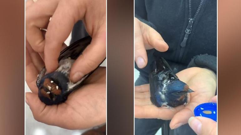 Dakikalarca kalp masajı yapılan kuş hayata döndürüldü