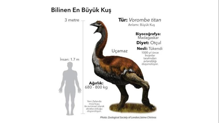 Dünyanın En Büyük Kuşu Hangisidir Dünyanın En Büyük Kuş Türleri ve Özellikleri...