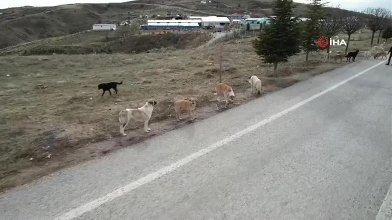 Saldırgan sokak köpekleri düzenlemesi çalışmaları devam ediyor