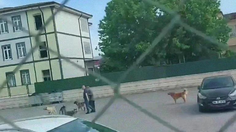 Saldırgan köpek sorunu nasıl çözülecek