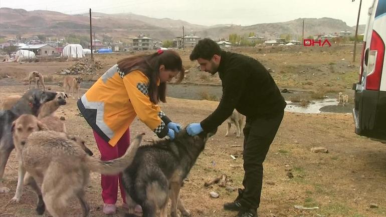 Saldırgan köpek sorunu nasıl çözülecek