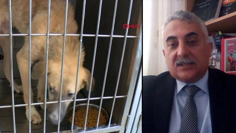 Saldırgan köpek sorunu nasıl çözülecek