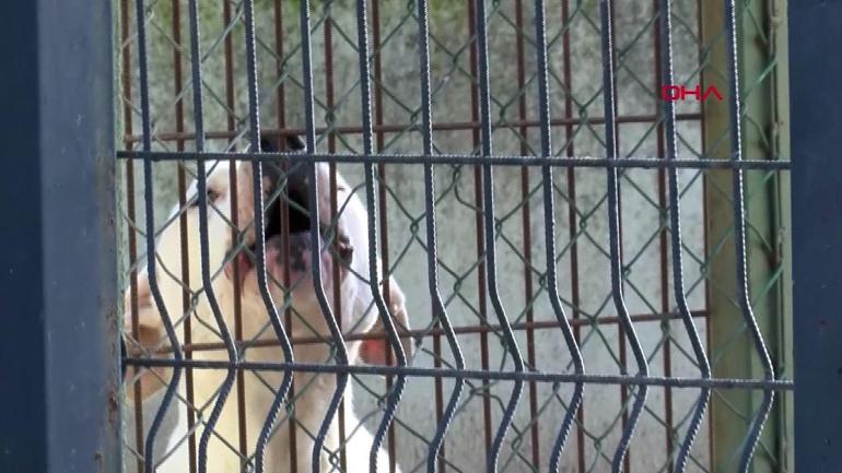 Saldırgan köpek sorunu nasıl çözülecek