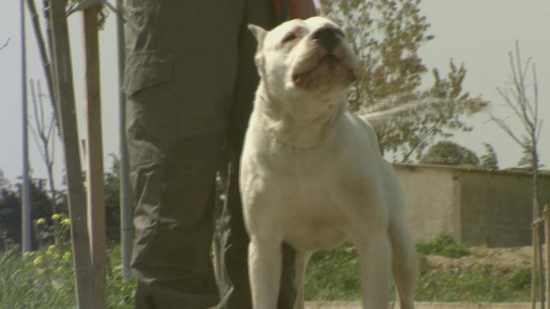 Saldırgan köpek sorunu nasıl çözülecek