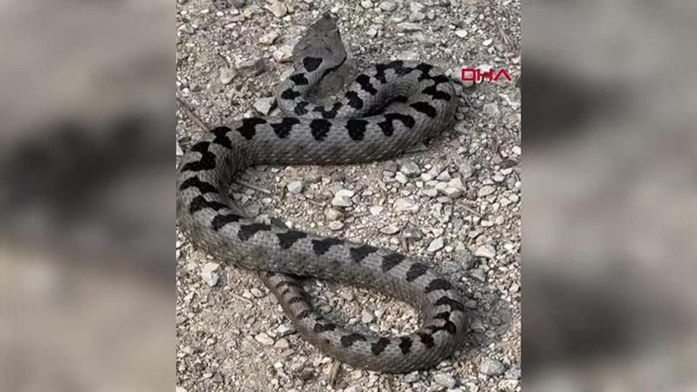 Boluda zehirli boynuzlu engerek yılanı görüldü