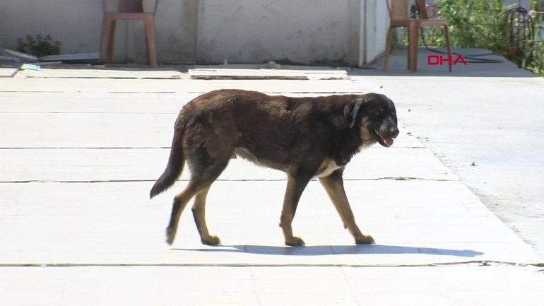 Saldırgan sokak köpekleri çalışması