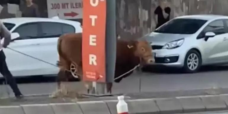 İstanbulda mahalleyi karıştıran kurbanlık Sahibinin kolu kırıldı, boğa akıma kapıldı...