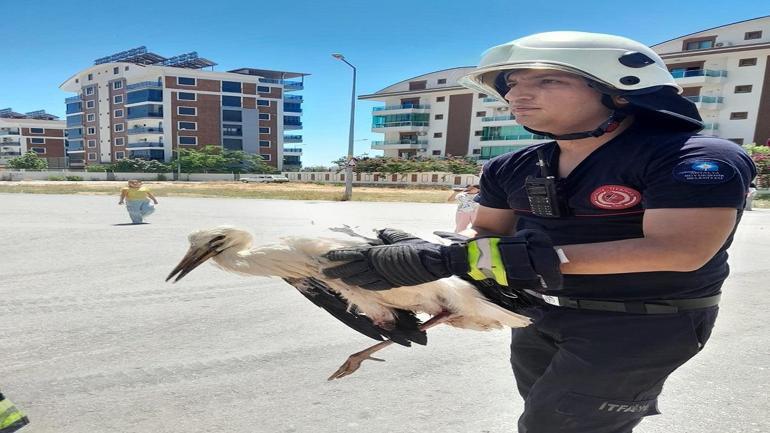 Yaralı leyleği kurtarma operasyonu