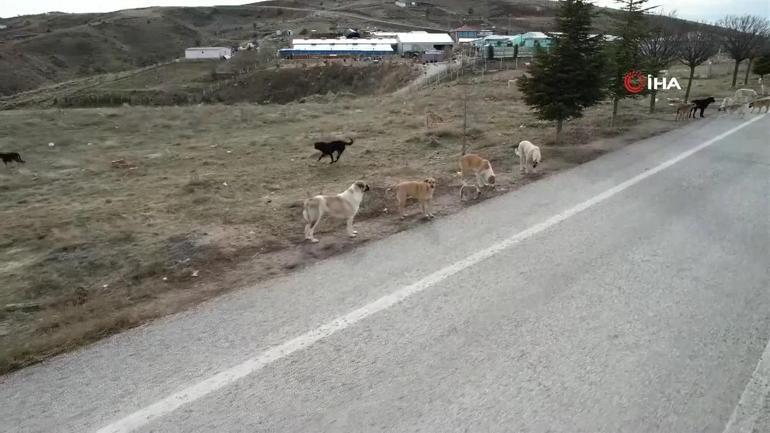 Sokak köpeği düzenlemesinde sona doğru... Barınak açmayan belediye başkanı hapse girecek