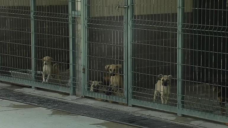 Saldırgan sokak köpekleri düzenlemesi bu hafta Meclis Komisyonunda