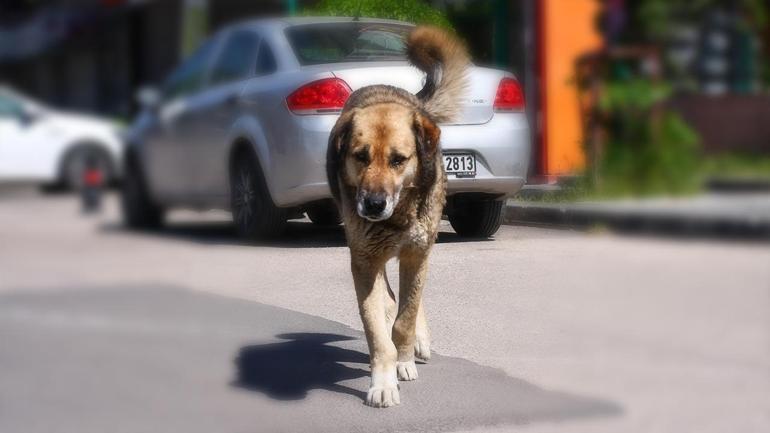 HABER... Başıboş köpek düzenlemesi Mecliste