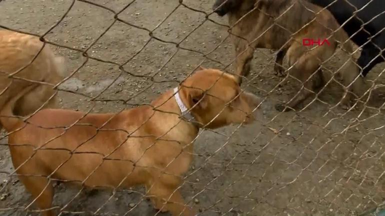 Video Haber | Özgür Özel’den sokak köpeği düzenlemesi yorumu