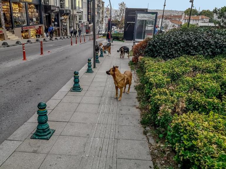 Sokak hayvanları yasası 5. ve 9. maddeleri: Sahipsiz köpek düzenlemesi maddeleri neler