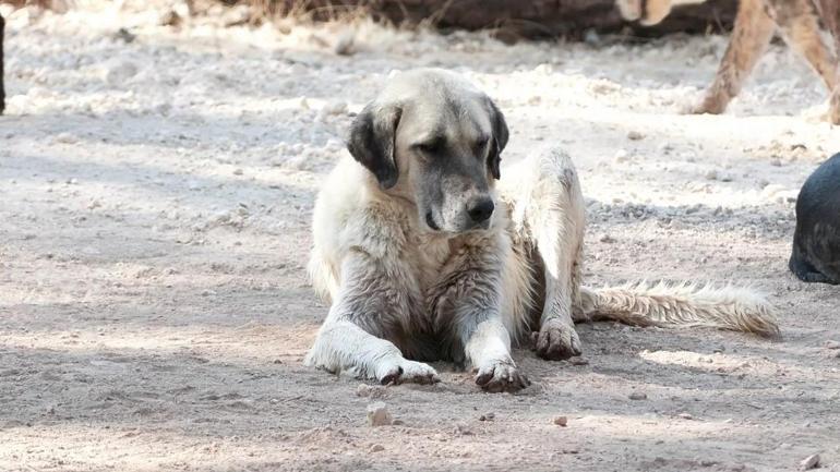 Video Haber | Gaziantep’te köpek sorununa örnek çözüm