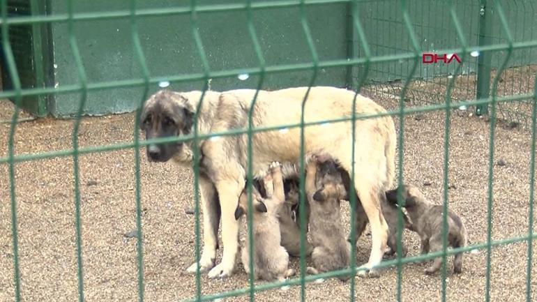 Düzce Belediye Başkanından sokak köpeği önerisi | Video Haber