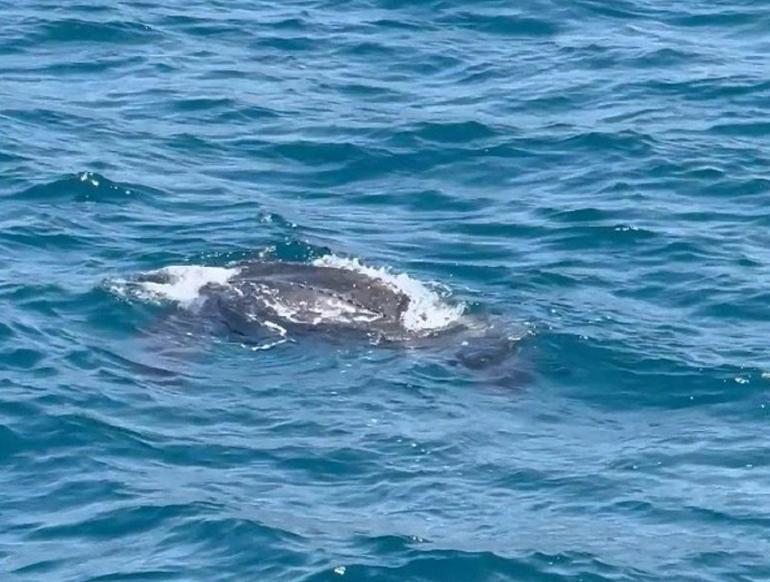 Video Haber | Okyanuslarda yaşayan deri sırtlı deniz kaplumbağası İstanbul Boğazında görüldü