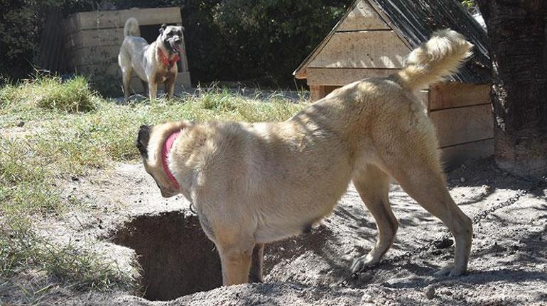 Kangallar serinlemek için ‘çukur’ kazıyor